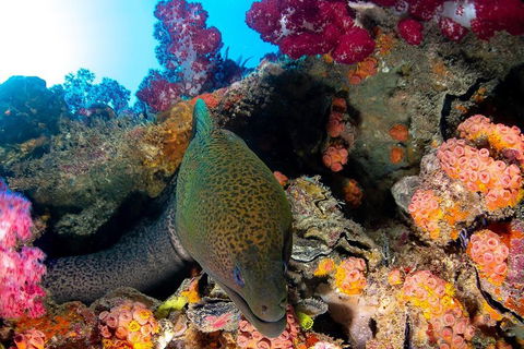 Scuba Dive The S.S. Yongala Wreck On The Great Barrier Reef. - Accommodation Sunshine Coast 1