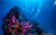 Scuba Dive The S.S. Yongala Wreck On The Great Barrier Reef. - thumb 2