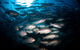 Scuba Dive The S.S. Yongala Wreck On The Great Barrier Reef. - thumb 4