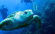 Scuba Dive The S.S. Yongala Wreck On The Great Barrier Reef. - thumb 5