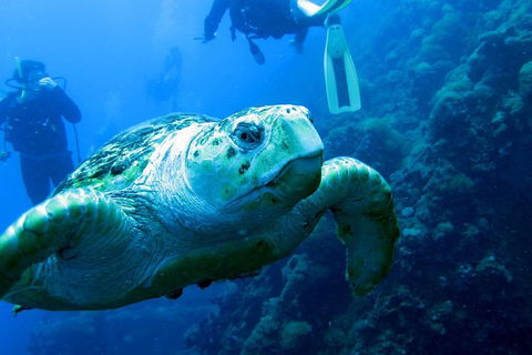 Scuba Dive The S.S. Yongala Wreck On The Great Barrier Reef. - Accommodation Sunshine Coast 5