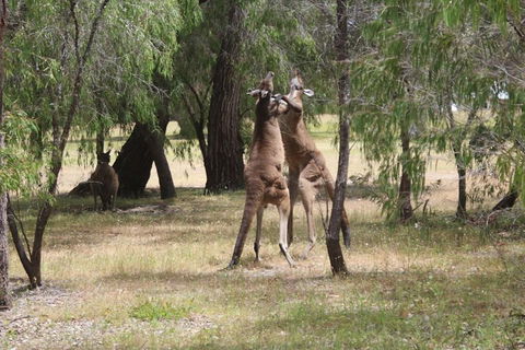 Margaret River Coastal And Wildlife Eco Trip From Busselton Or Dunsborough - Accommodation Sunshine Coast 1